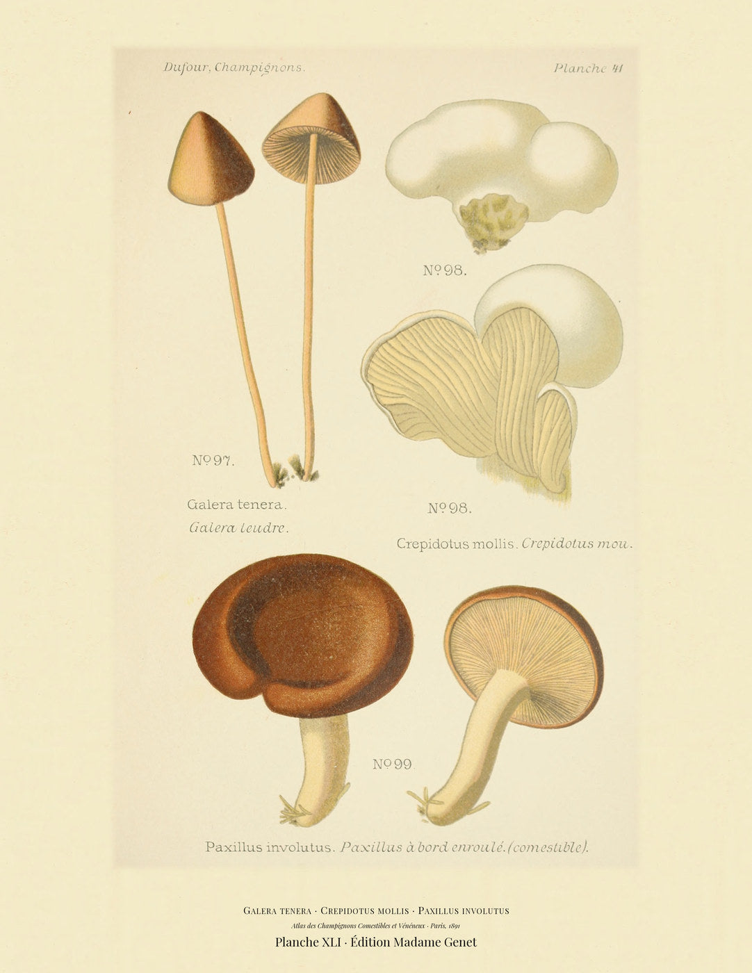 Planche XLI from Léon Dufour's 1891 Atlas des Champignons — Galera tenera