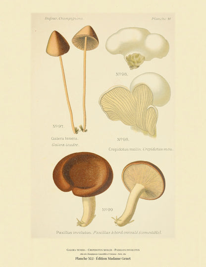 Planche XLI from Léon Dufour's 1891 Atlas des Champignons — Galera tenera