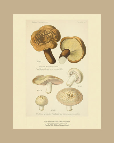 Planche XLII on a tan mount, Dufour 1891 — Paxillus atrotomentosus · Paxillus velouté noir · marked edible, 1891; Psalliota arvensis