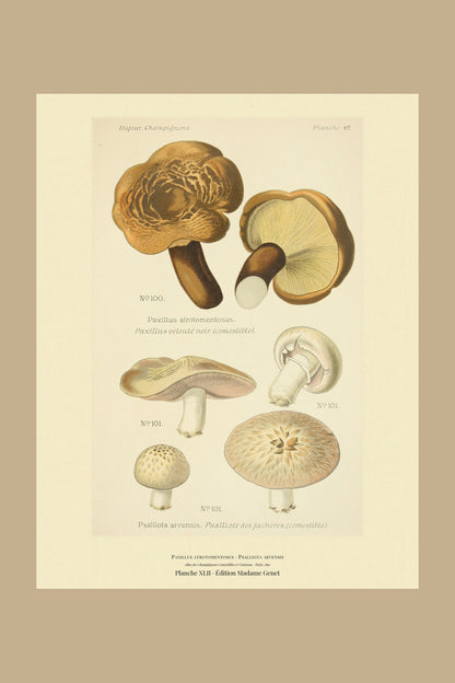 Planche XLII from Léon Dufour's 1891 Atlas des Champignons — Paxillus atrotomentosus