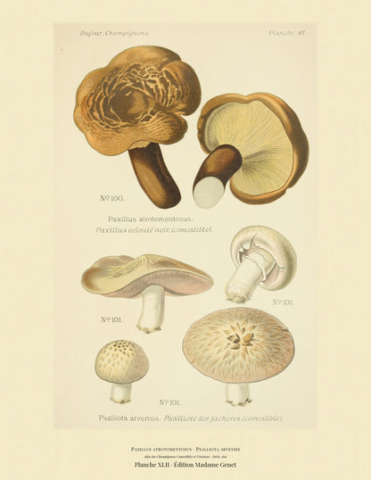 Planche XLII from Léon Dufour's 1891 Atlas des Champignons — Paxillus atrotomentosus