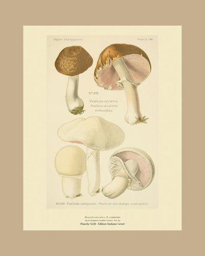 Planche XLIII on a tan mount, Dufour 1891 — Psalliota sylvatica · Psalliote des forêts · marked edible, 1891; Field Mushroom · Psalliota campestris