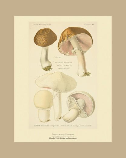 Framed view of planche XLIII from Léon Dufour's 1891 Atlas des Champignons — Psalliota sylvatica