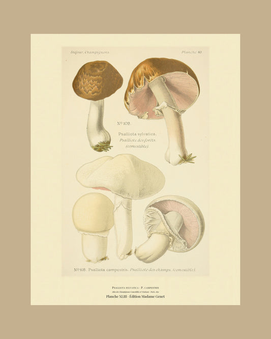 Framed view of planche XLIII from Léon Dufour's 1891 Atlas des Champignons — Psalliota sylvatica