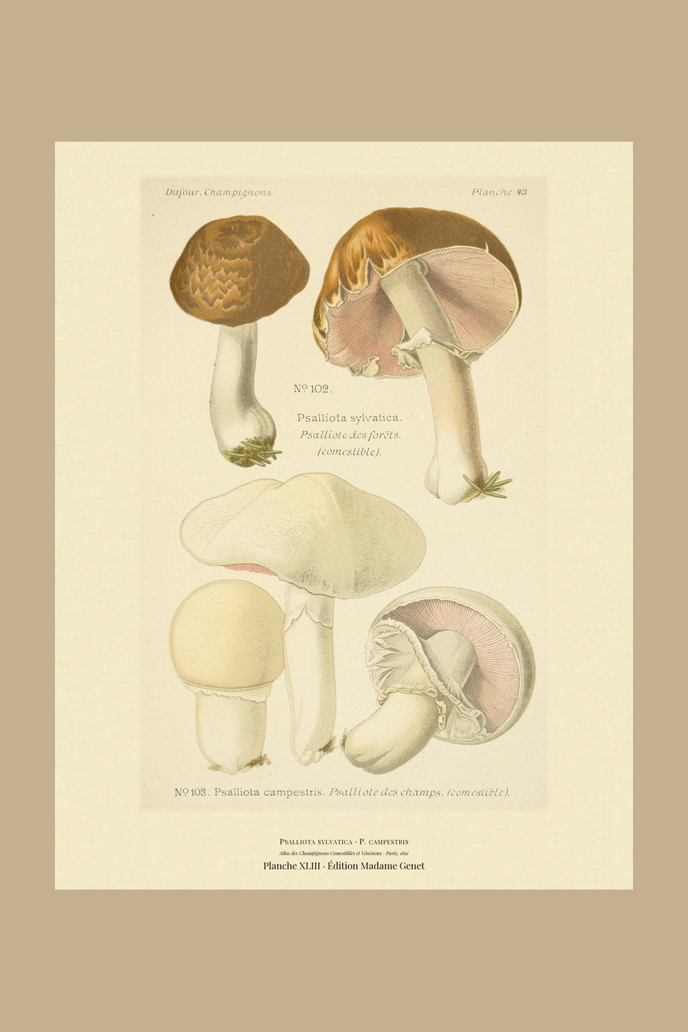 Planche XLIII from Léon Dufour's 1891 Atlas des Champignons — Psalliota sylvatica