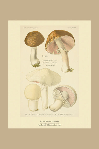 Planche XLIII from Léon Dufour's 1891 Atlas des Champignons — Psalliota sylvatica