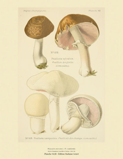 Planche XLIII from Léon Dufour's 1891 Atlas des Champignons — Psalliota sylvatica