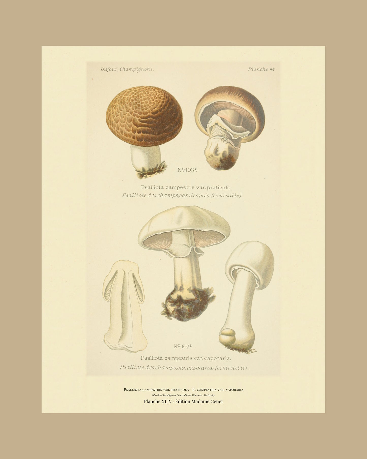 Framed view of planche XLIV from Léon Dufour's 1891 Atlas des Champignons — Psalliota campestris var. praticola