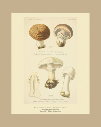 Framed view of planche XLIV from Léon Dufour's 1891 Atlas des Champignons — Psalliota campestris var. praticola