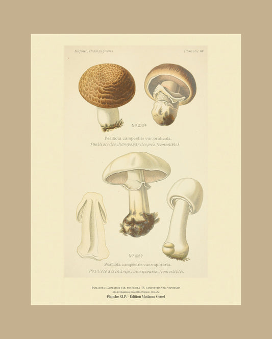 Framed view of planche XLIV from Léon Dufour's 1891 Atlas des Champignons — Psalliota campestris var. praticola