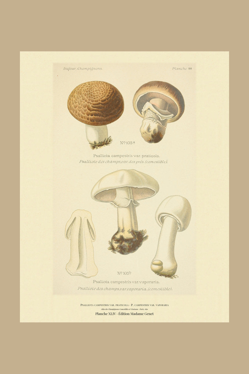 Planche XLIV from Léon Dufour's 1891 Atlas des Champignons — Psalliota campestris var. praticola
