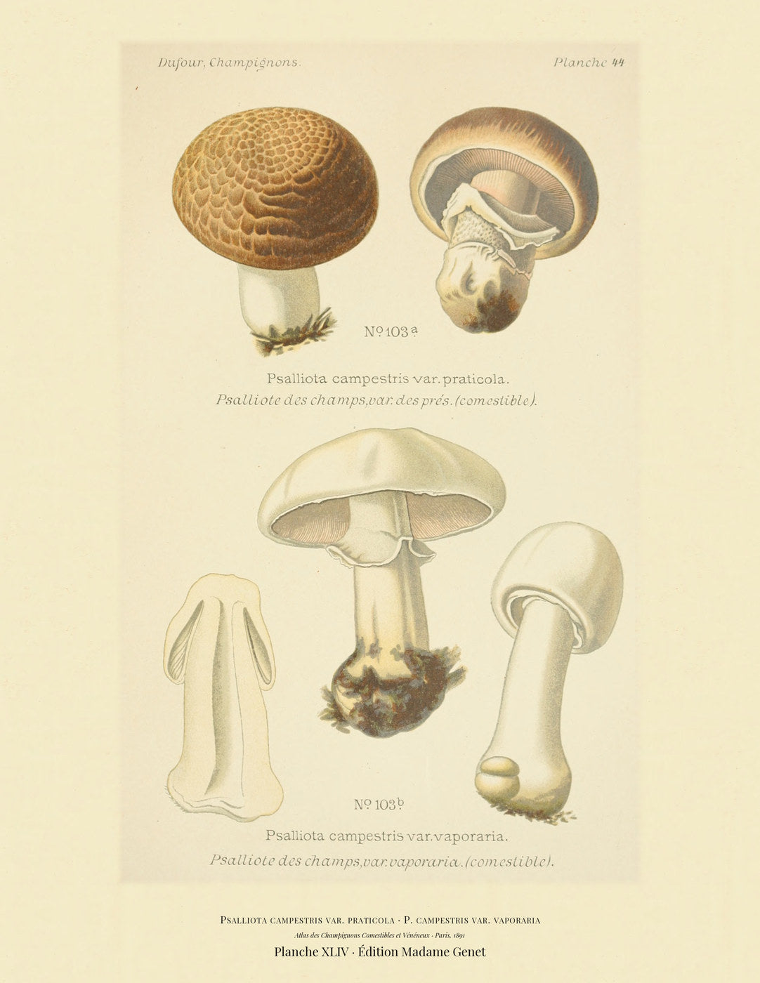 Planche XLIV from Léon Dufour's 1891 Atlas des Champignons — Psalliota campestris var. praticola
