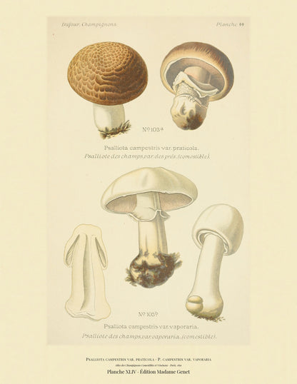 Planche XLIV from Léon Dufour's 1891 Atlas des Champignons — Psalliota campestris var. praticola