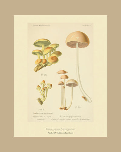 Planche XLV on a tan mount, Dufour 1891 — Sulphur Tuft · Hypholoma fasciculare · Hypholome en touffes · marked suspect, 1891; Panæolus papilionaceus