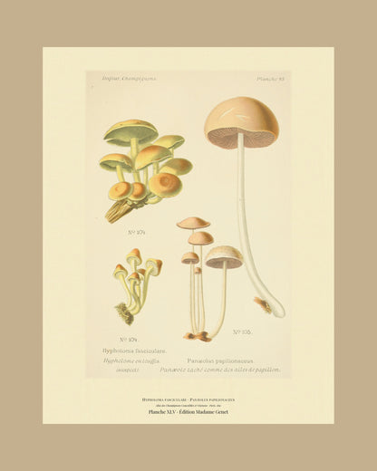 Framed view of planche XLV from Léon Dufour's 1891 Atlas des Champignons — Hypholoma fasciculare