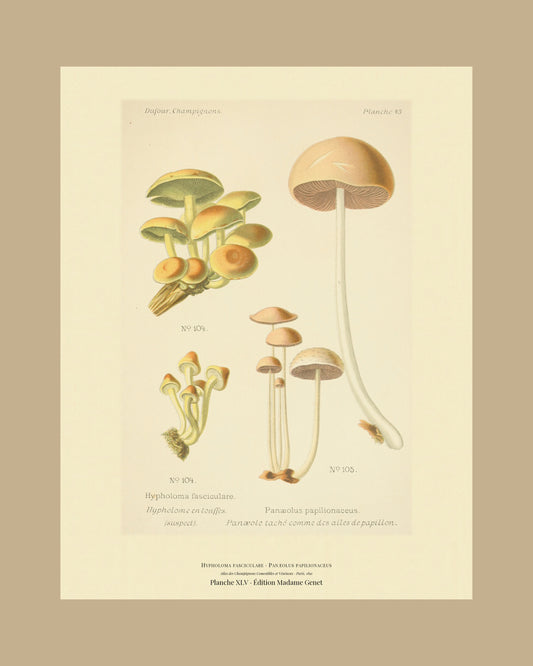 Framed view of planche XLV from Léon Dufour's 1891 Atlas des Champignons — Hypholoma fasciculare