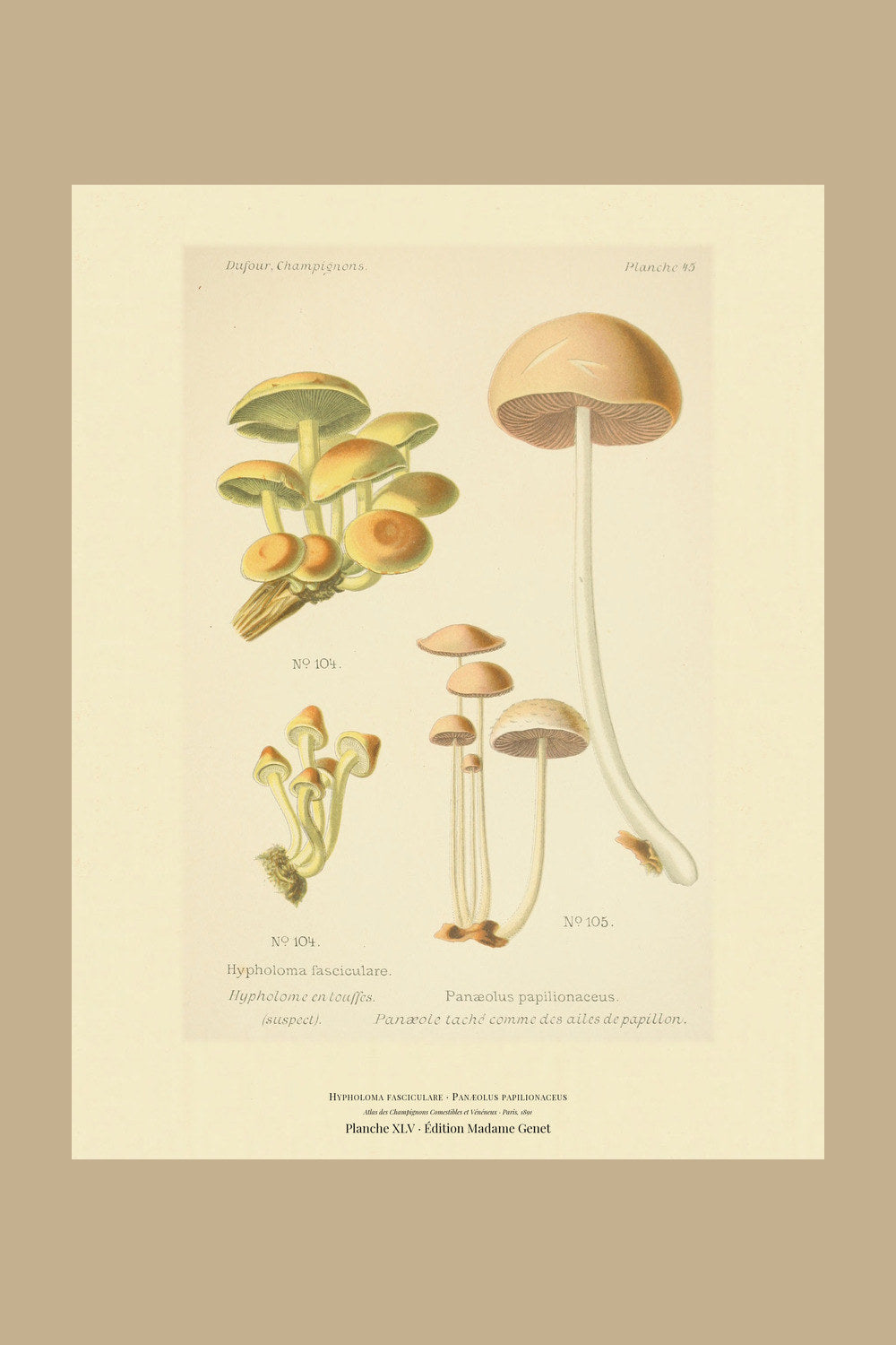 Planche XLV from Léon Dufour's 1891 Atlas des Champignons — Hypholoma fasciculare
