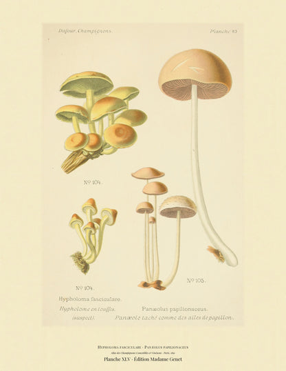Planche XLV from Léon Dufour's 1891 Atlas des Champignons — Hypholoma fasciculare