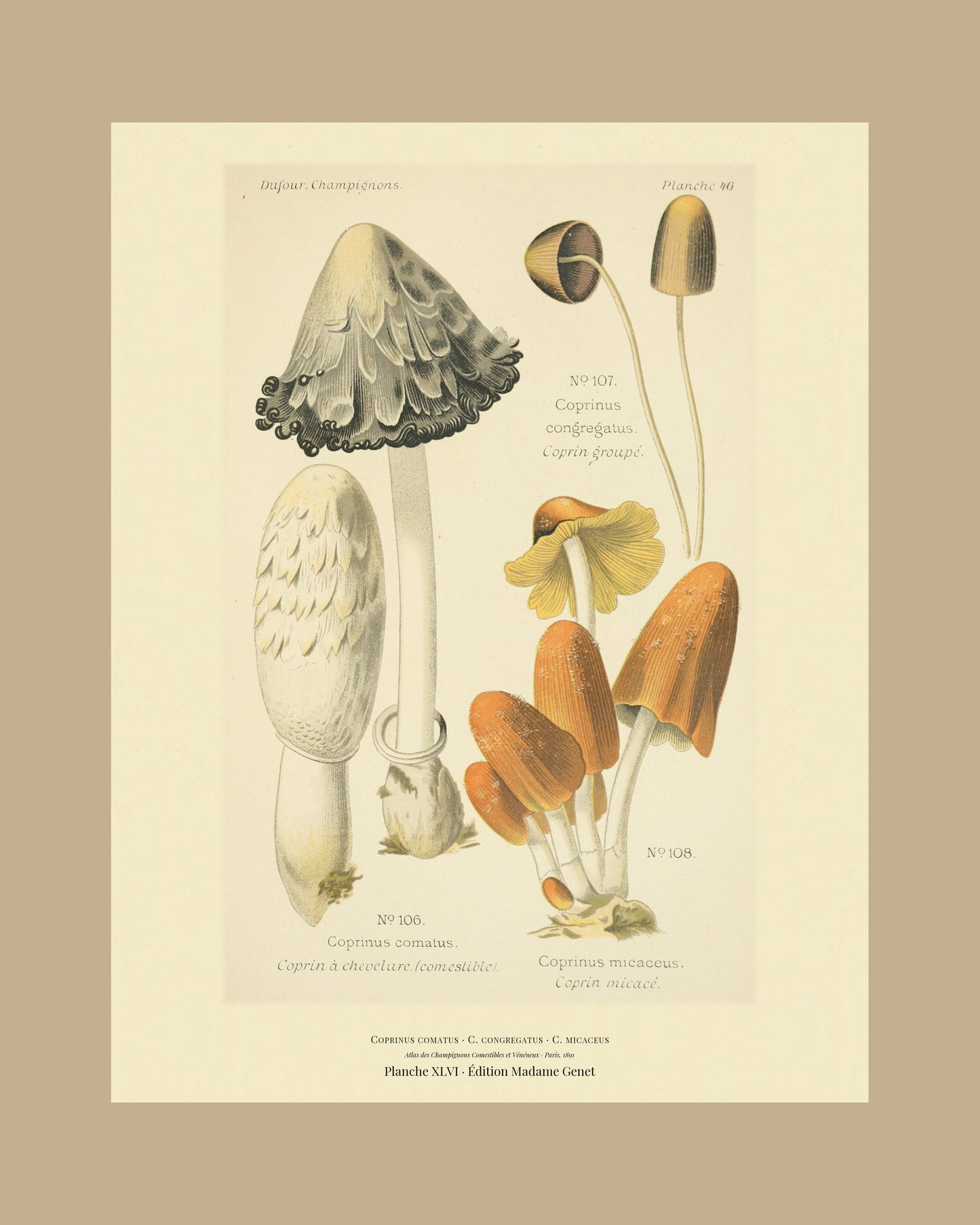 Framed view of planche XLVI from Léon Dufour's 1891 Atlas des Champignons — Coprinus comatus