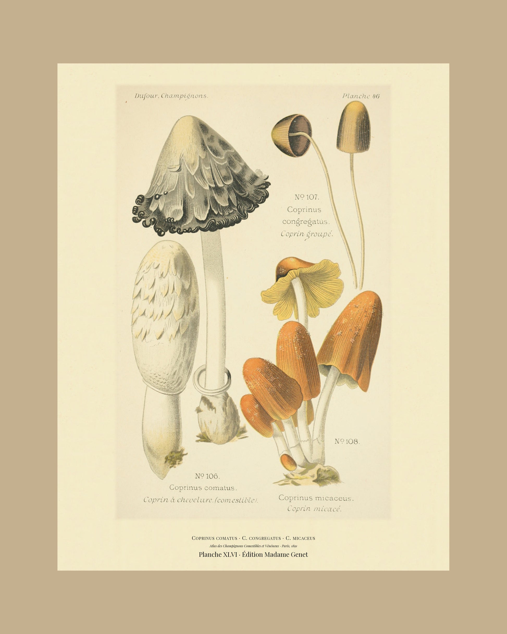 Framed view of planche XLVI from Léon Dufour's 1891 Atlas des Champignons — Coprinus comatus