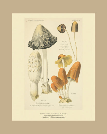 Framed view of planche XLVI from Léon Dufour's 1891 Atlas des Champignons — Coprinus comatus