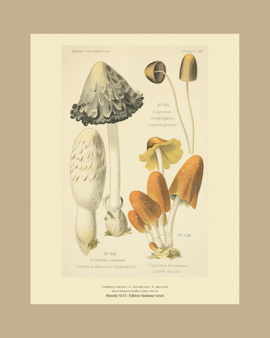 Framed view of planche XLVI from Léon Dufour's 1891 Atlas des Champignons — Coprinus comatus
