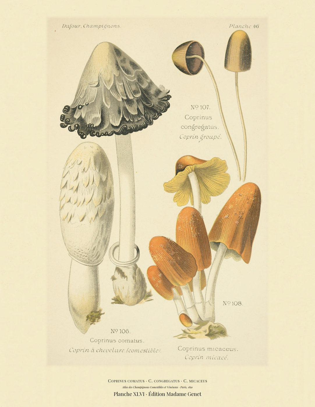 Planche XLVI from Léon Dufour's 1891 Atlas des Champignons — Coprinus comatus