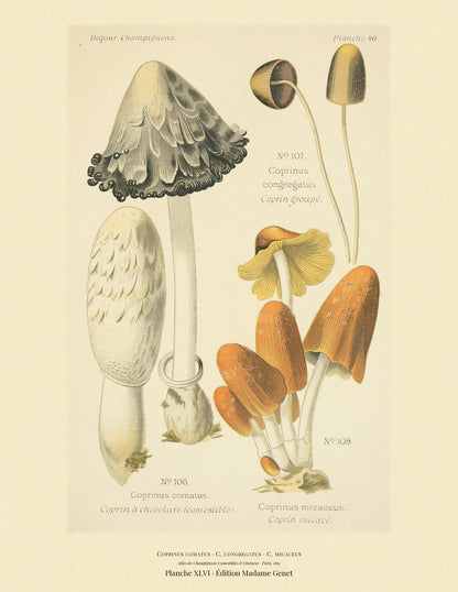 Planche XLVI from Léon Dufour's 1891 Atlas des Champignons — Coprinus comatus