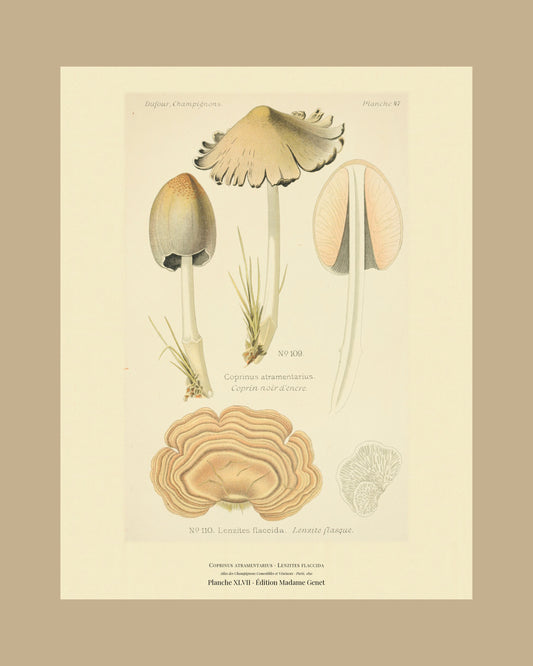 Framed view of planche XLVII from Léon Dufour's 1891 Atlas des Champignons — Coprinus atramentarius