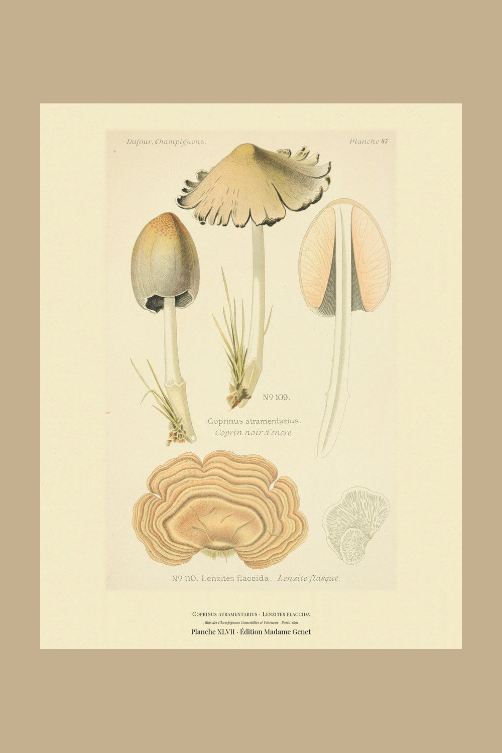 Planche XLVII from Léon Dufour's 1891 Atlas des Champignons — Coprinus atramentarius