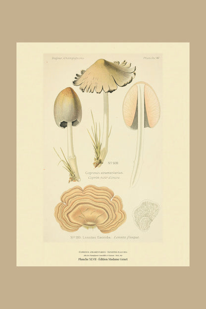 Planche XLVII from Léon Dufour's 1891 Atlas des Champignons — Coprinus atramentarius
