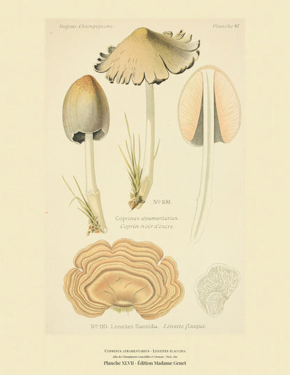 Planche XLVII from Léon Dufour's 1891 Atlas des Champignons — Coprinus atramentarius