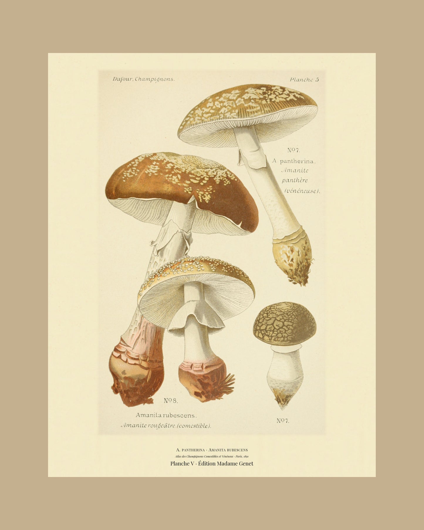 Framed view of planche V from Léon Dufour's 1891 Atlas des Champignons — A. pantherina