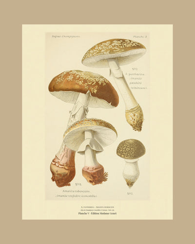 Planche V on a tan mount, Dufour 1891 — Panther Cap · Amanita pantherina · Amanite panthère · marked poisonous, 1891; Amanita rubescens