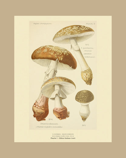 Framed view of planche V from Léon Dufour's 1891 Atlas des Champignons — A. pantherina