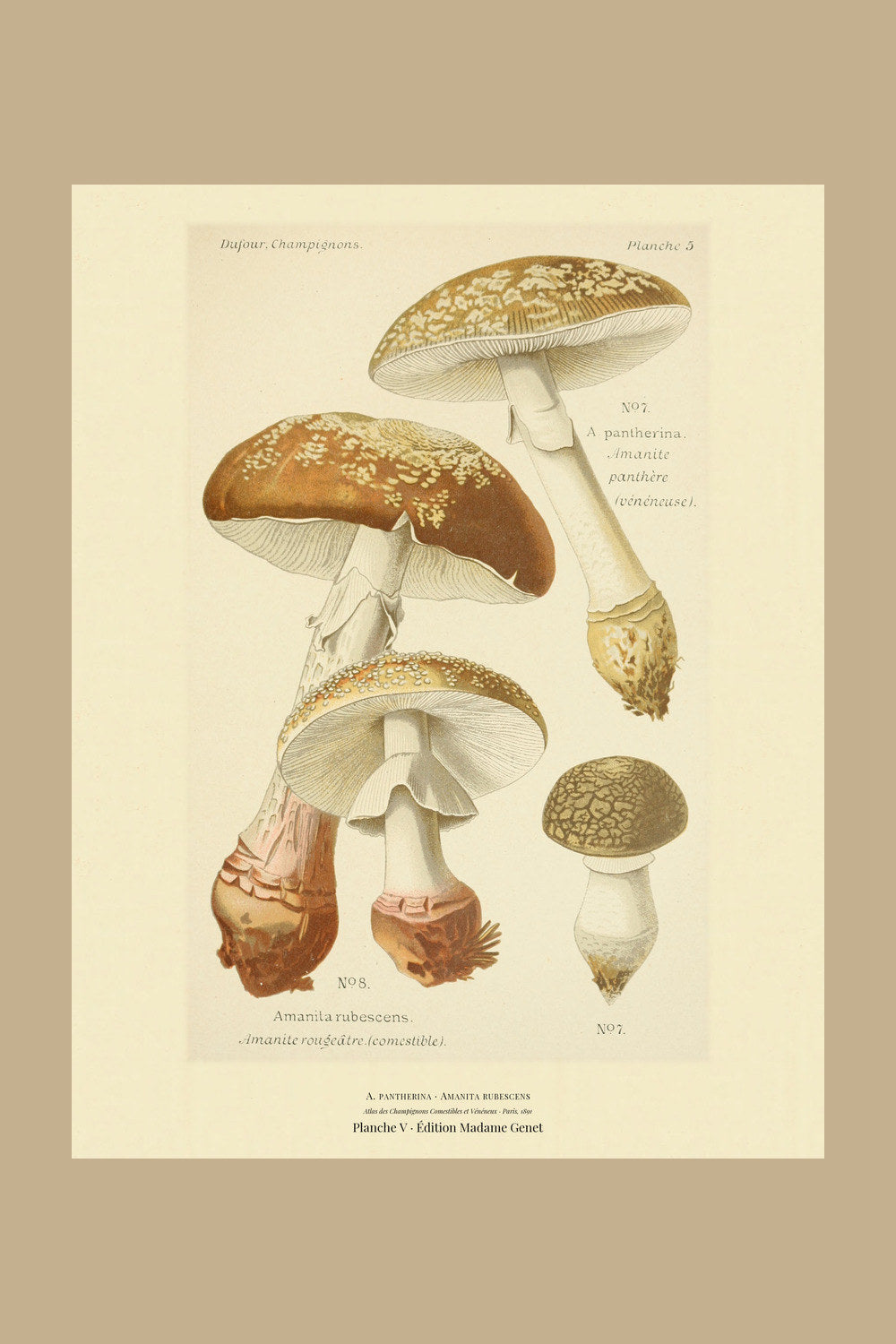 Planche V from Léon Dufour's 1891 Atlas des Champignons — A. pantherina