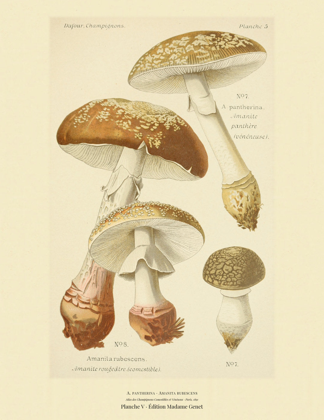 Planche V from Léon Dufour's 1891 Atlas des Champignons — A. pantherina