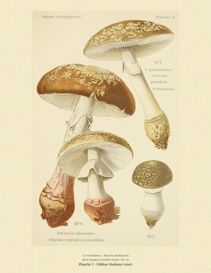 Planche V from Léon Dufour's 1891 Atlas des Champignons — A. pantherina