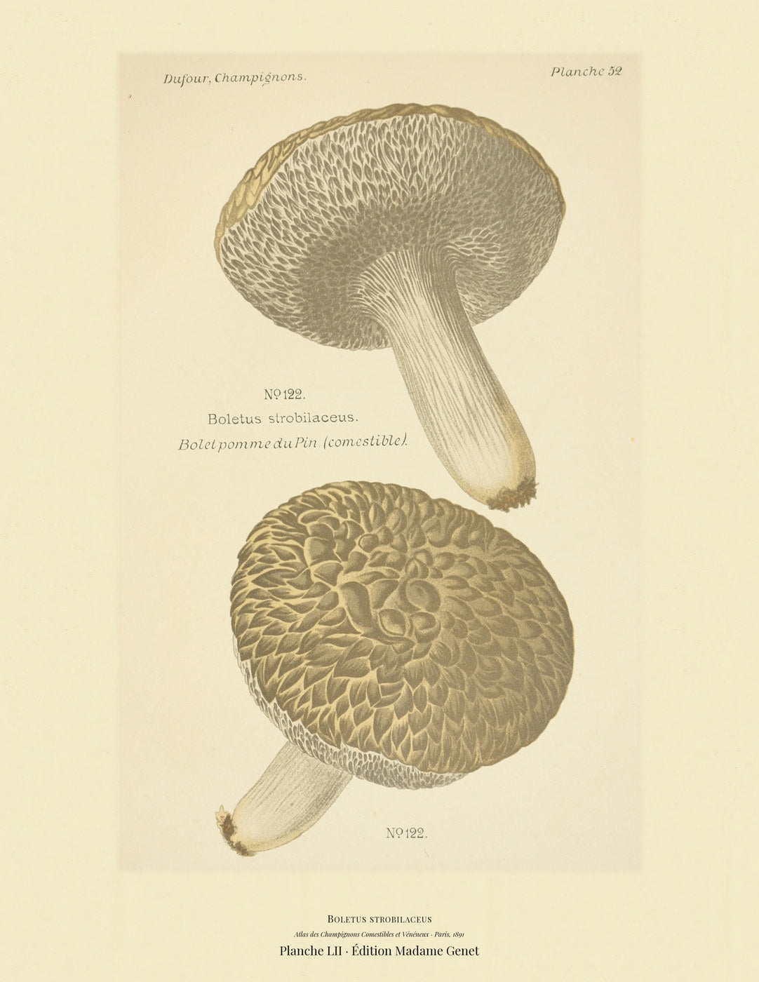Planche LII from Léon Dufour's Atlas des Champignons Comestibles et Vénéneux, Paris 1891 — Boletus strobilaceus · Bolet pomme du Pin · marked edible, 1891