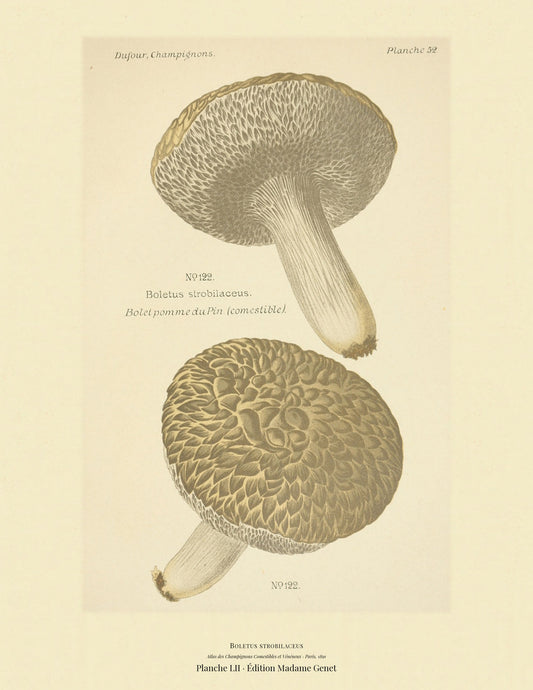 Planche LII from Léon Dufour's Atlas des Champignons Comestibles et Vénéneux, Paris 1891 — Boletus strobilaceus · Bolet pomme du Pin · marked edible, 1891