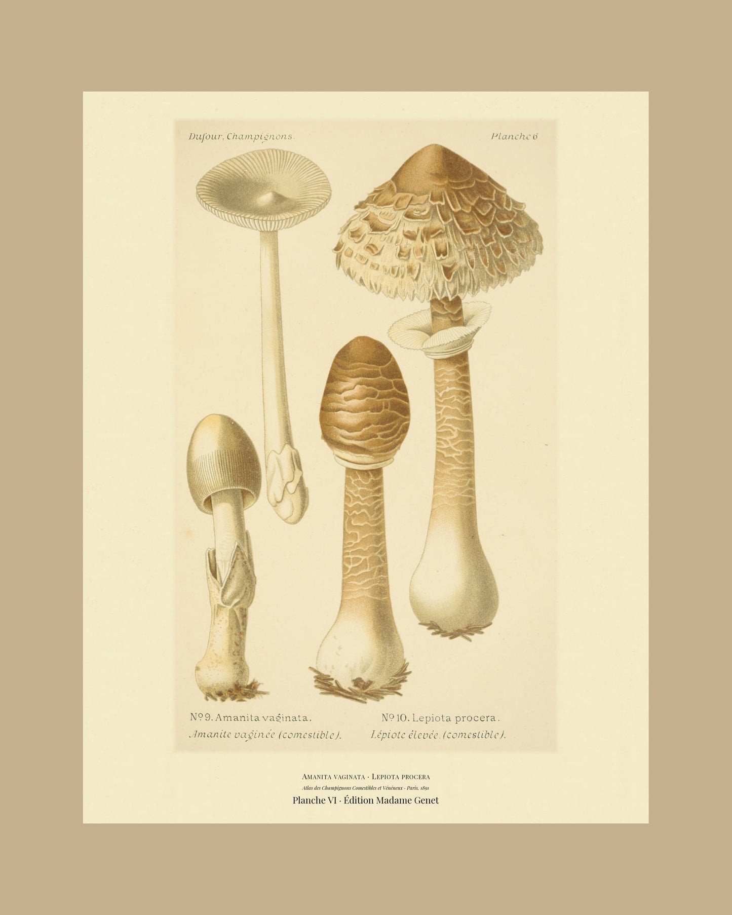 Framed view of planche VI from Léon Dufour's 1891 Atlas des Champignons — Amanita vaginata
