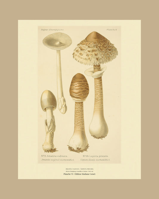 Framed view of planche VI from Léon Dufour's 1891 Atlas des Champignons — Amanita vaginata