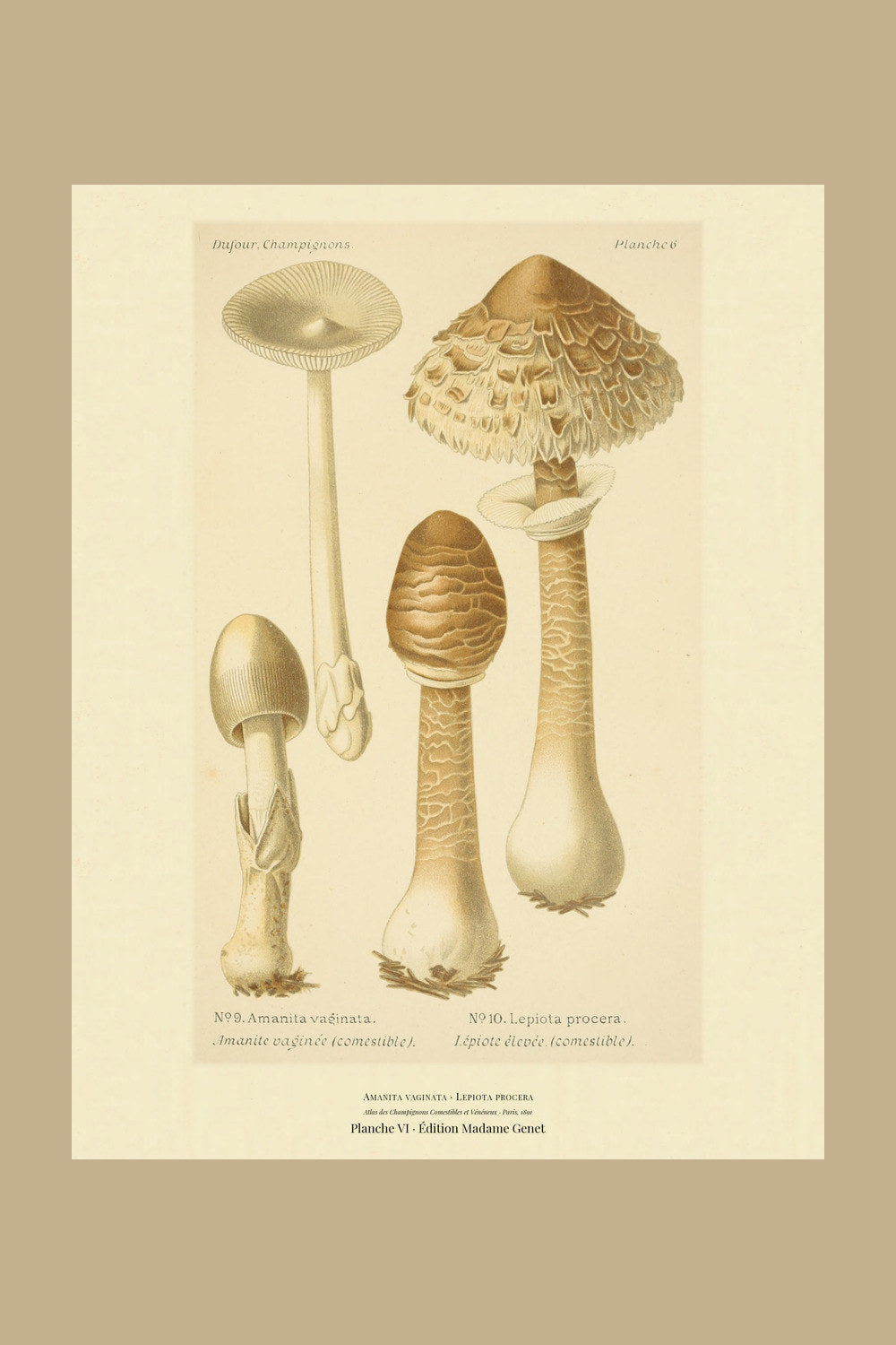 Planche VI from Léon Dufour's 1891 Atlas des Champignons — Amanita vaginata