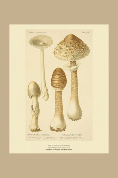 Planche VI from Léon Dufour's 1891 Atlas des Champignons — Amanita vaginata