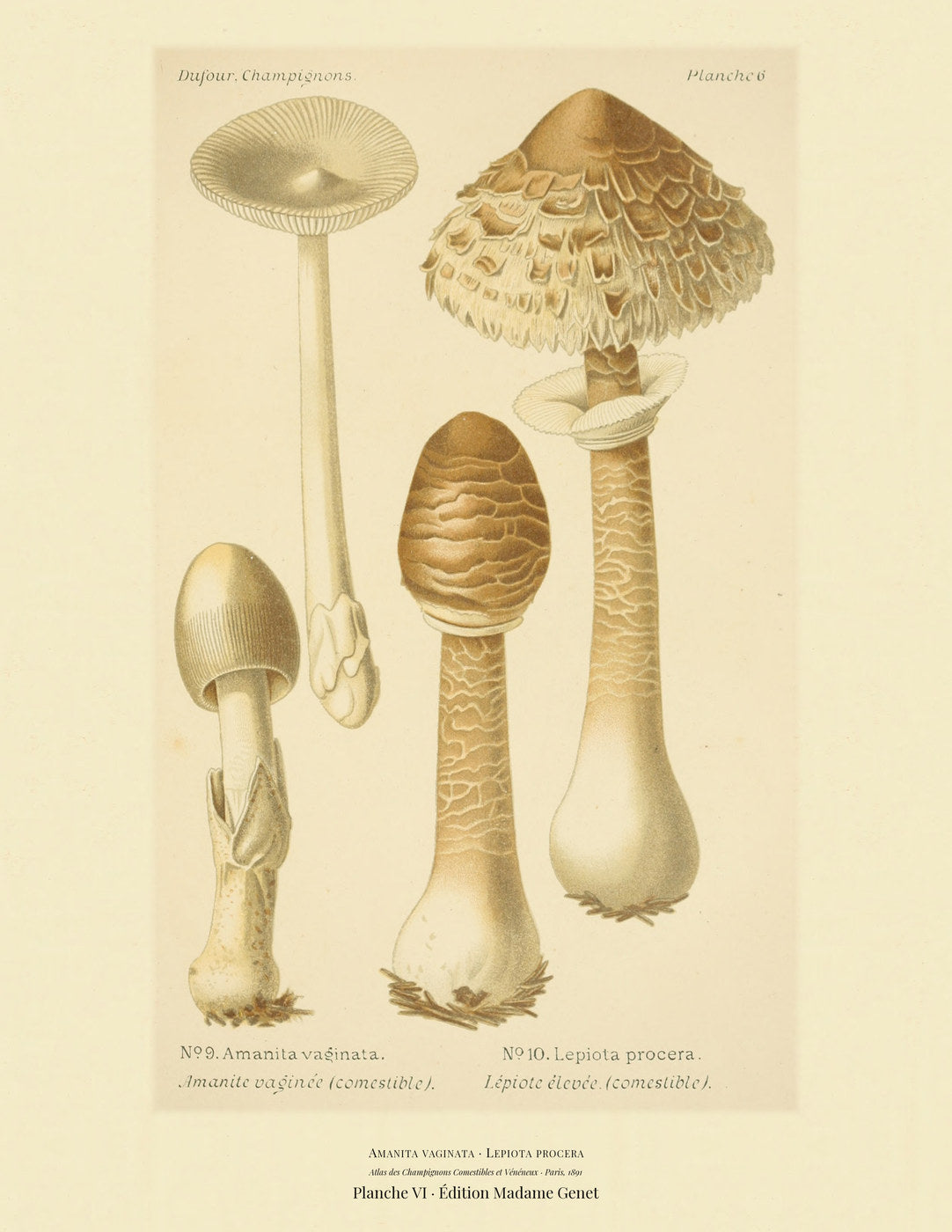 Planche VI from Léon Dufour's 1891 Atlas des Champignons — Amanita vaginata
