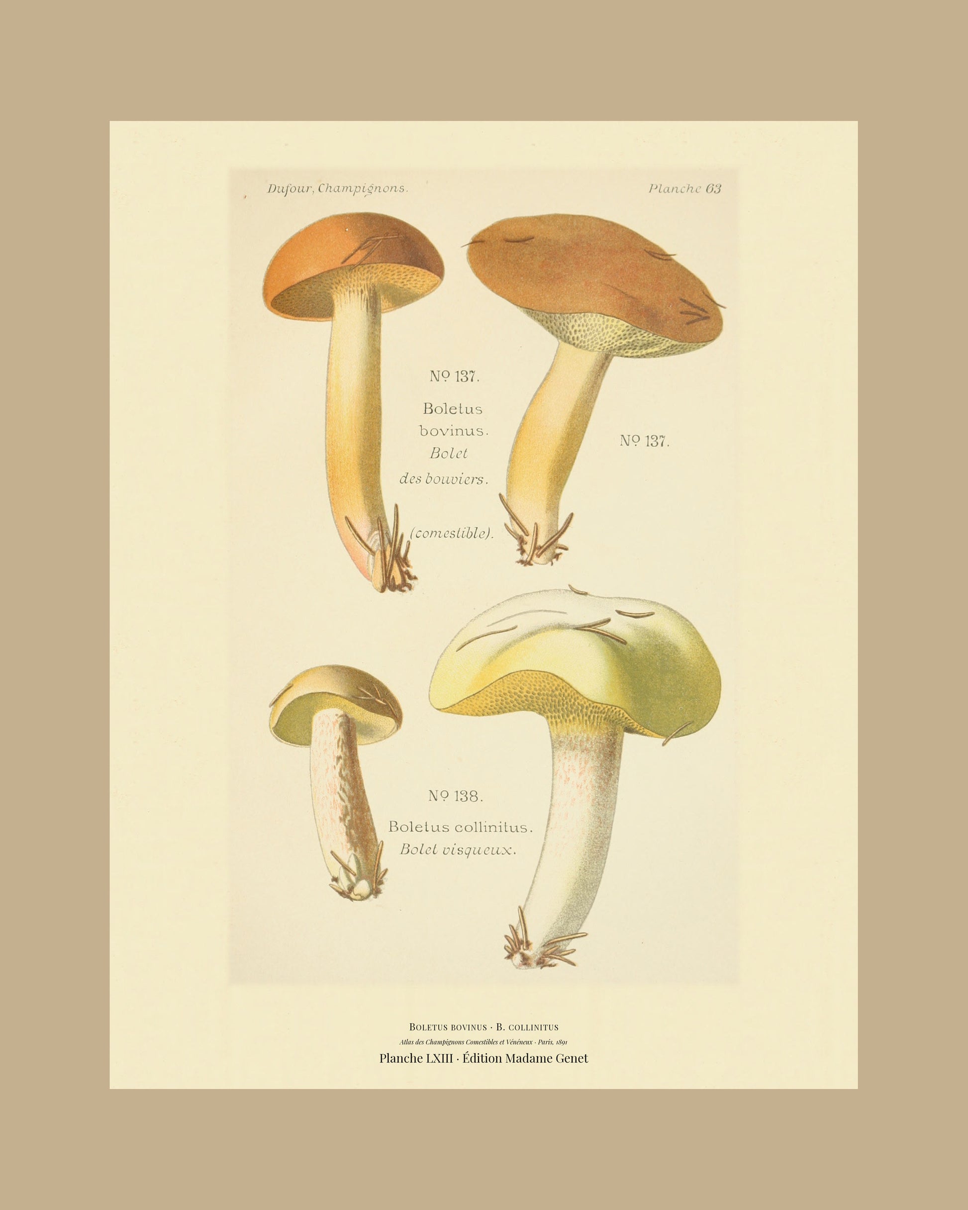 Framed view of planche LXIII from Léon Dufour's 1891 Atlas des Champignons — Boletus bovinus
