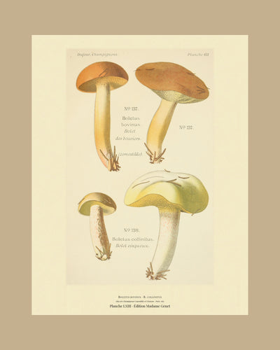 Planche LXIII from Léon Dufour's Atlas des Champignons Comestibles et Vénéneux, Paris 1891, the sheet on a tan mount — Boletus bovinus · Bolet des bouviers · marked edible, 1891; Boletus collinitus · Bolet visqueux