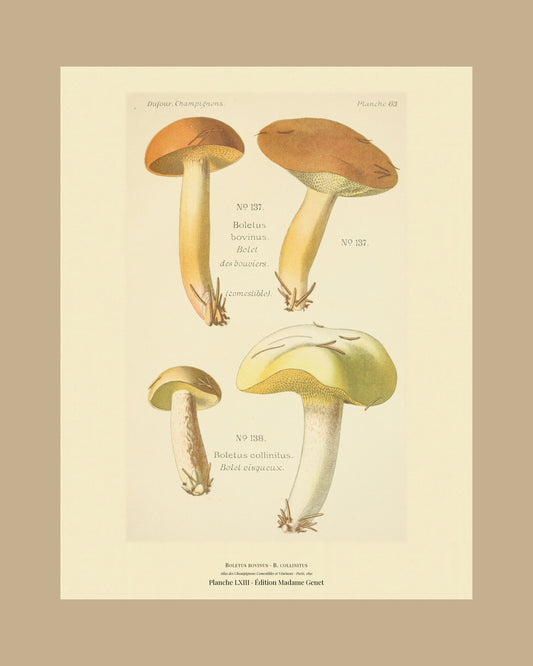 Framed view of planche LXIII from Léon Dufour's 1891 Atlas des Champignons — Boletus bovinus