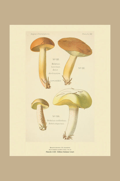 Planche LXIII from Léon Dufour's 1891 Atlas des Champignons — Boletus bovinus