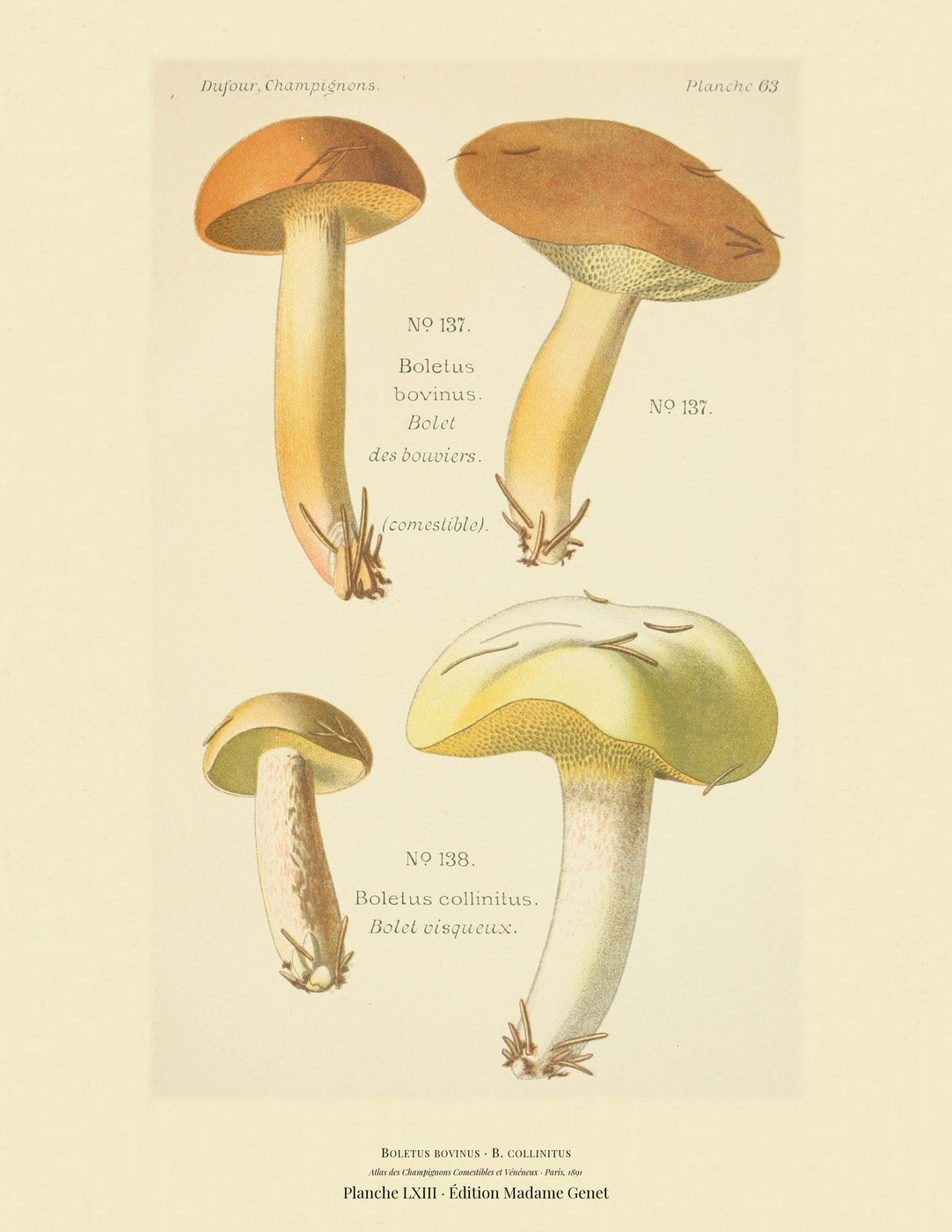 Planche LXIII from Léon Dufour's 1891 Atlas des Champignons — Boletus bovinus